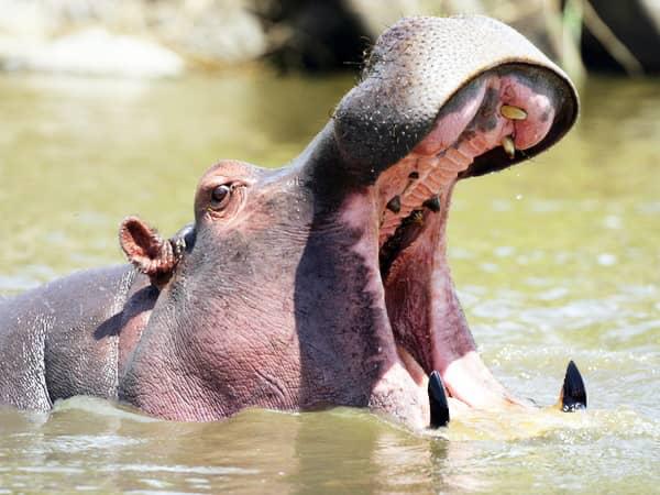Gisu Safaris adventure