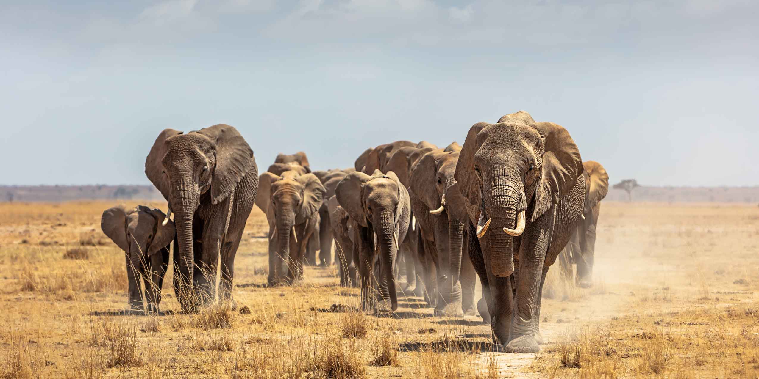 Gisu Safaris wildlife