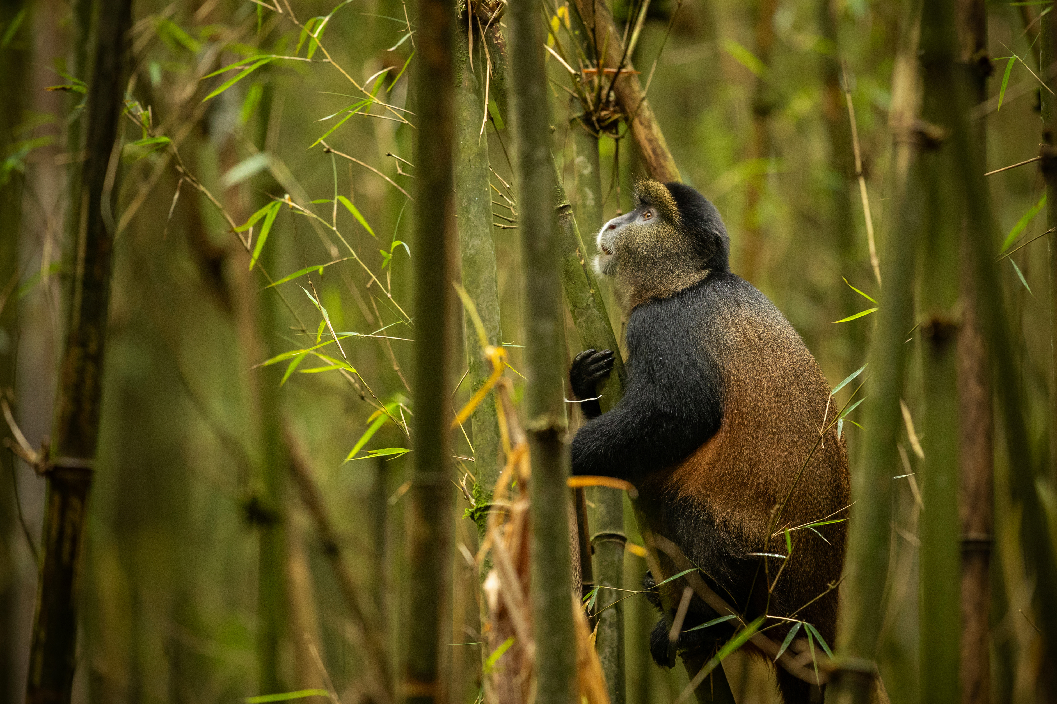 Rwanda Gorilla and Golden Monkey Trek
